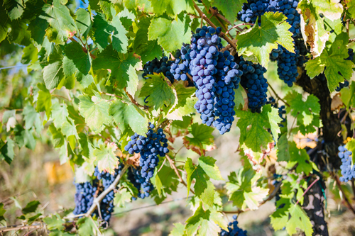 Protección de viñedos y uvas mediante la dosificación de sulfitantes y antioxidantes líquidos en la vendimiadora Uva enología protección del viñedo dosificación antioxidantes sulfitantes