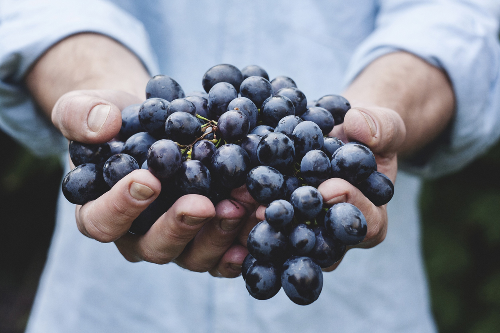 Vendemmia manuale uva vigneto, produzione di vino biologico, agricoltura sostenibile con prodotti certificati BIO del Gruppo AEB Vendemmia manuale uva vigneto, produzione vino biologico